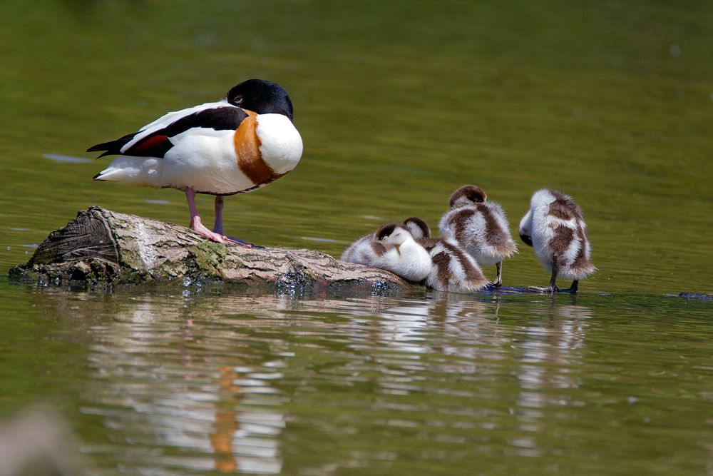 Tadornes en famille