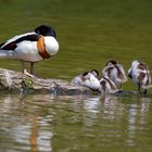 Tadornes en famille