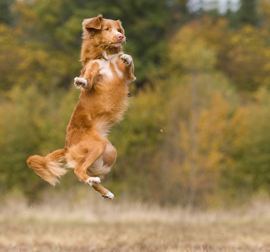 Tae-Kwon-Do-Dogs..