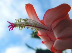 Täglich bald eine neue Blüte