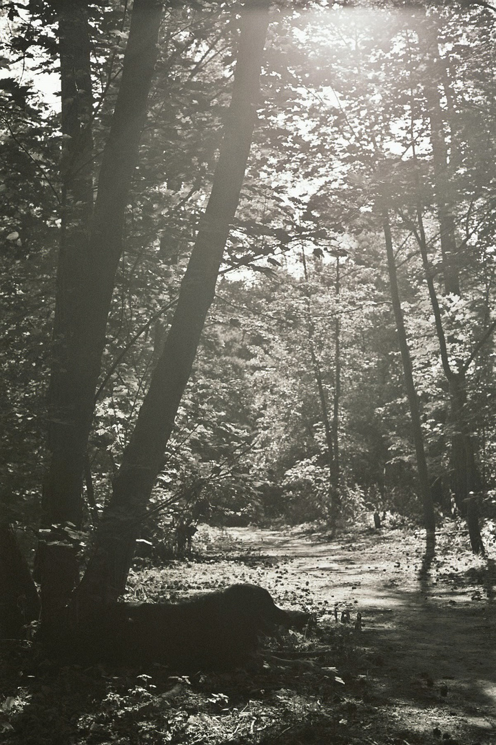 Täglich Gassi gehen im Wald....