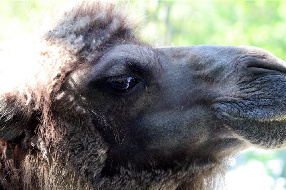 Täglich grüßt das Lama