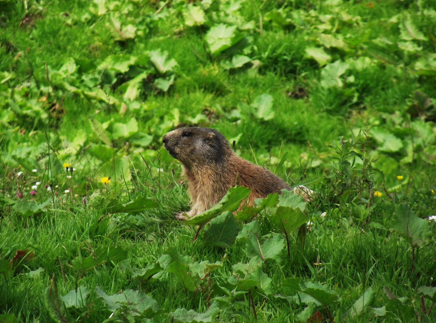 Täglich grüßt das Murmeltier Foto & Bild tiere, natur Bilder auf