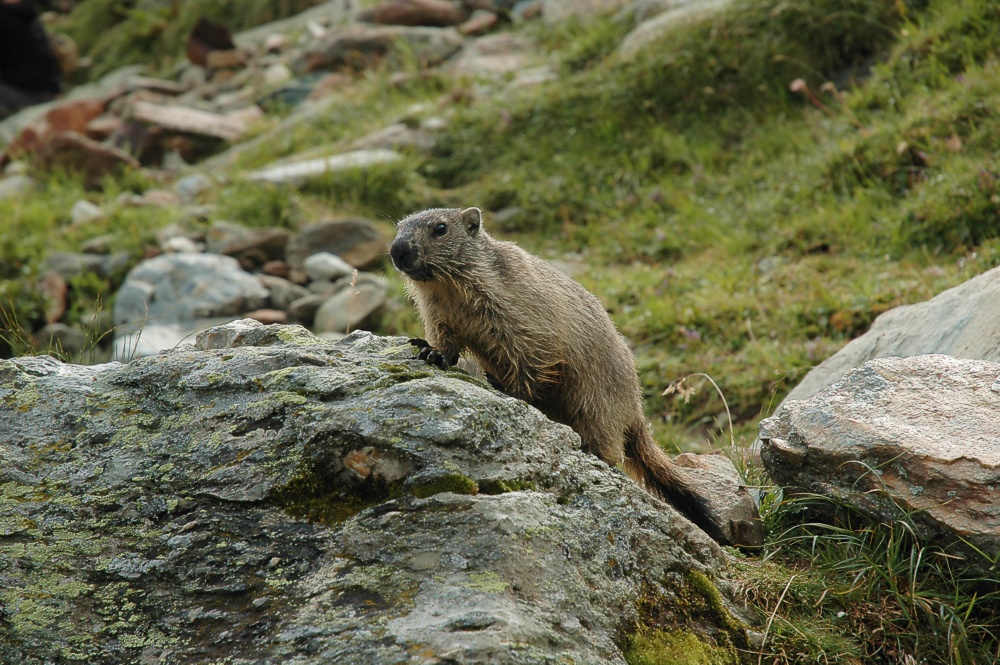 Täglich grüsst das Murmeltier XII Foto & Bild tiere, wildlife, säugetiere Bilder auf