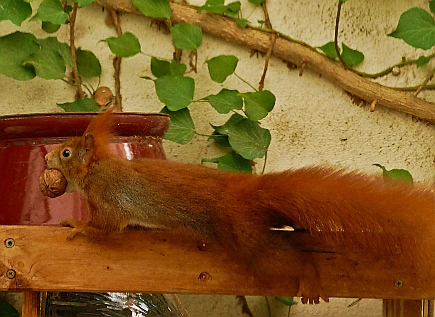 Täglich grüßt das...Eichhörnchen!