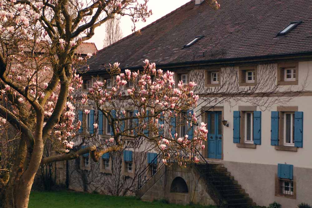 Täglich grüßt der Magnolienbaum