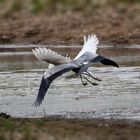 Täglich wiederkehrendes Platzgerangel