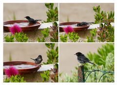 Tägliche Badezeremonie auf unserer Terrasse 
