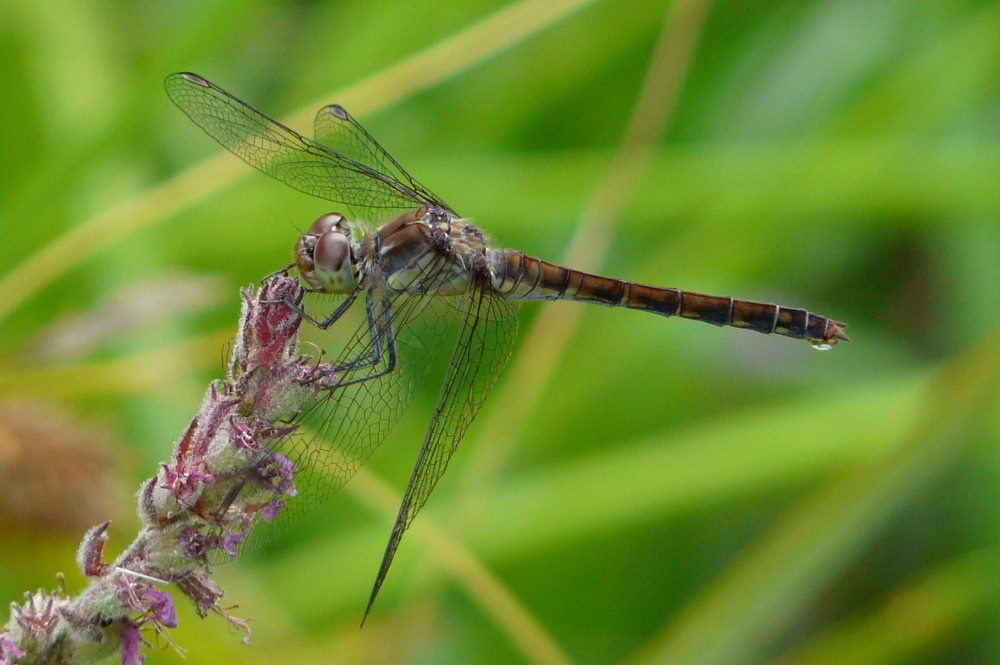 täglicher Besuch