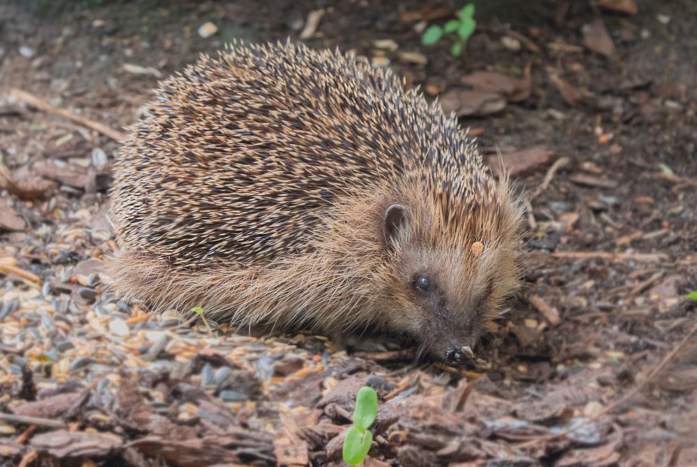 Täglicher Besuch auf unserer Terrasse