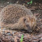 Täglicher Besuch auf unserer Terrasse