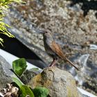 Täglicher Besuch im Garten