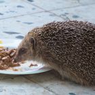 Täglicher Besucher ... 