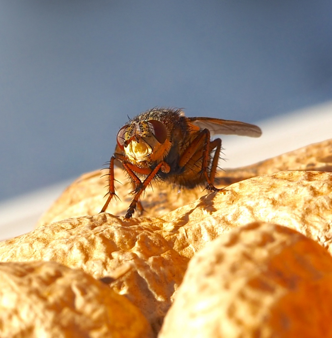 Täglicher Fliegenbesuch 2