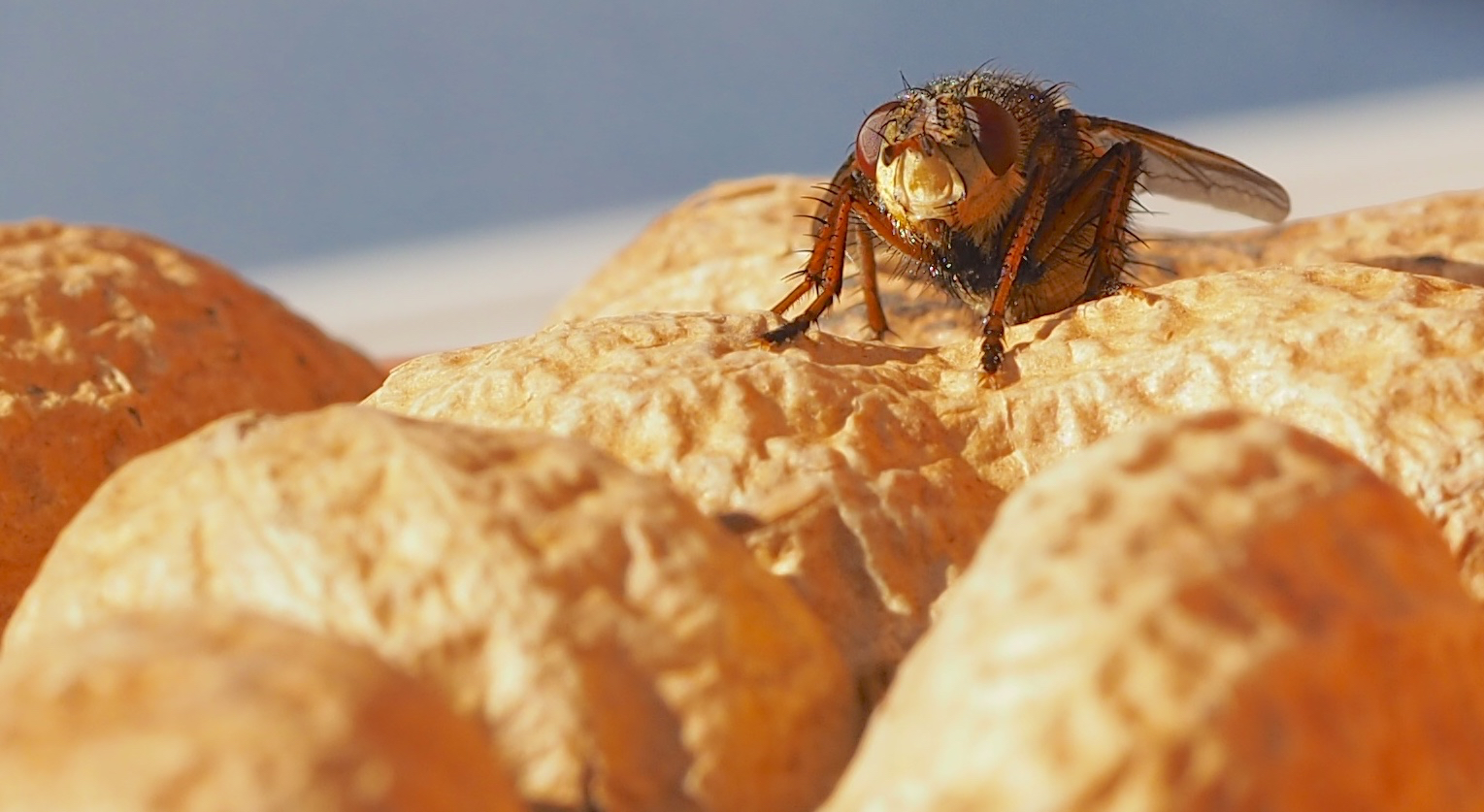 Täglicher Fliegenbesuch