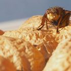 Täglicher Fliegenbesuch