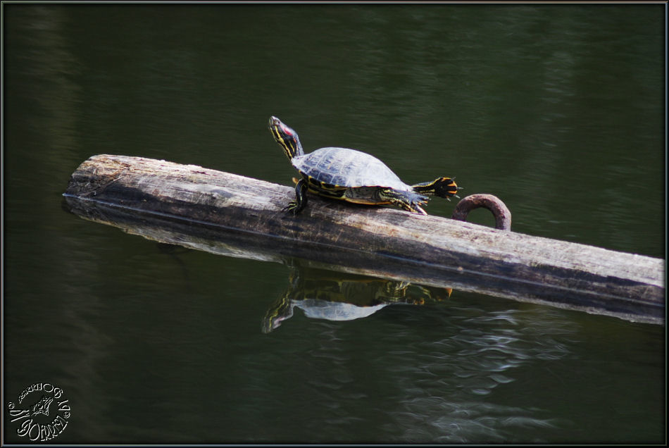 Tägliches Fitness-Training dieser kleinen Wasserschildkröte