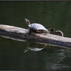 Tägliches Fitness-Training dieser kleinen Wasserschildkröte