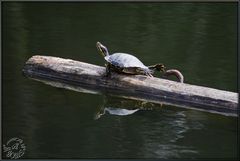 Tägliches Fitness-Training dieser kleinen Wasserschildkröte