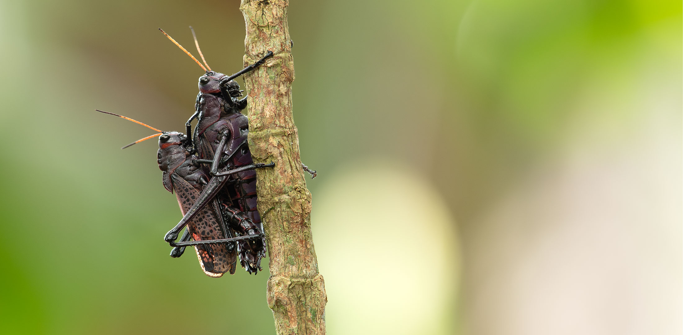 Taeniopoda reticulata