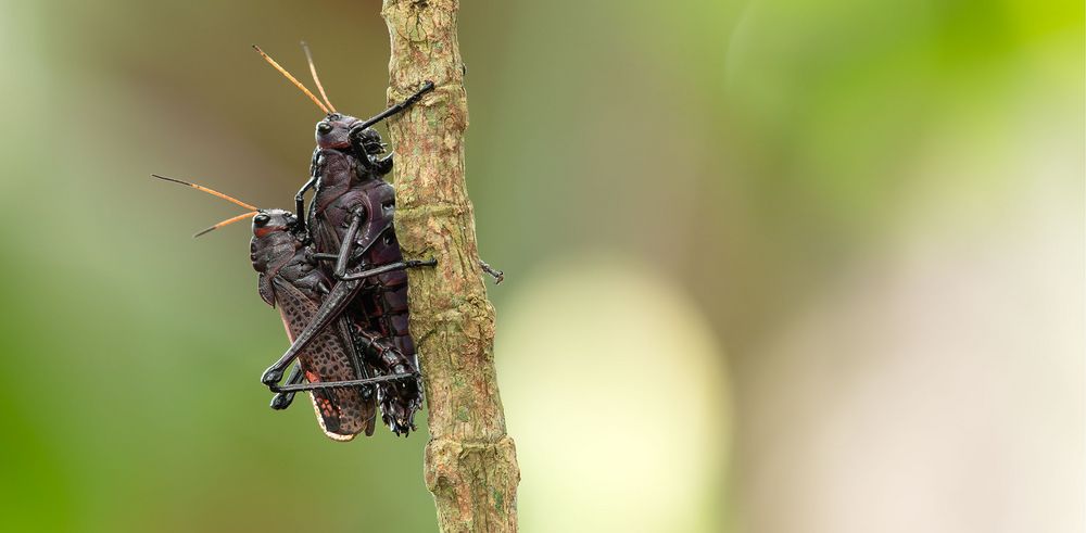 Taeniopoda reticulata