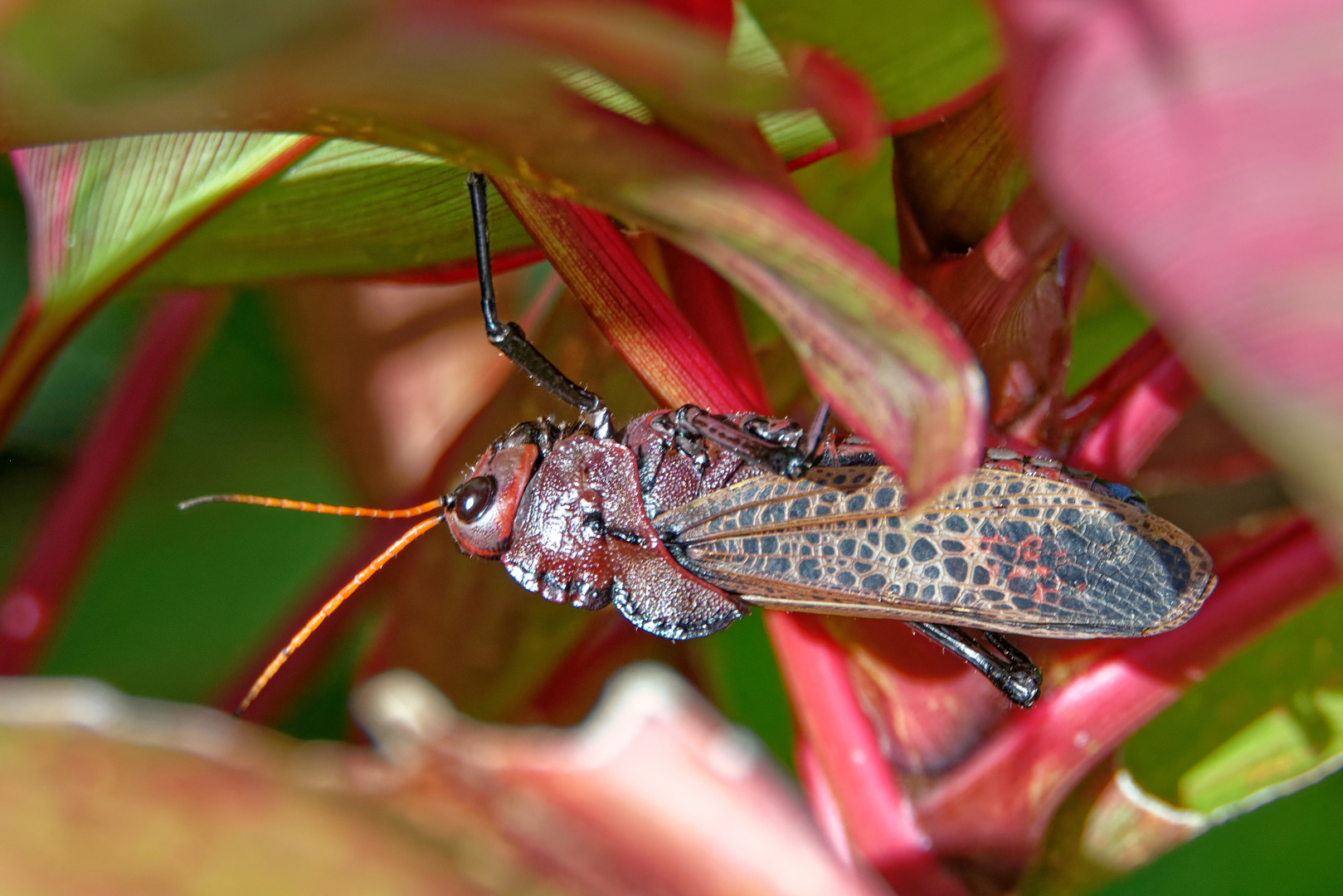 Taeniopoda reticulata