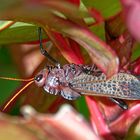 Taeniopoda reticulata