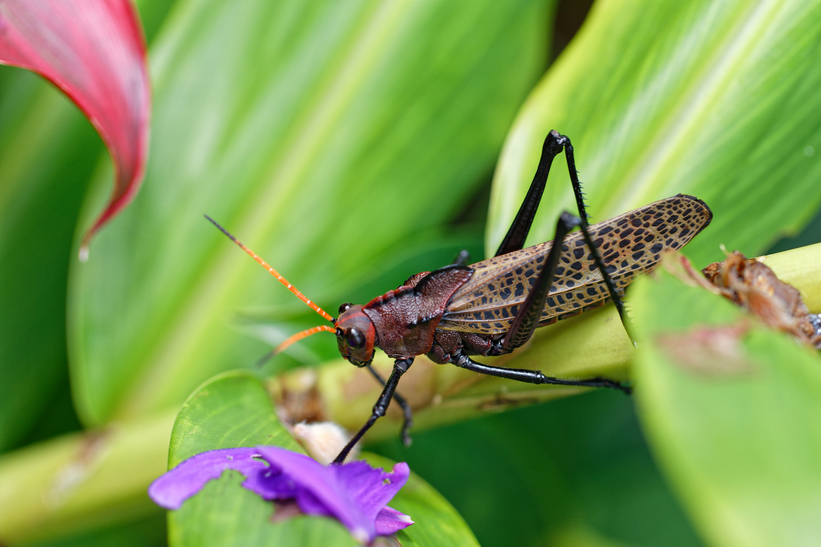 Taeniopoda reticulata_1