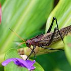 Taeniopoda reticulata_1