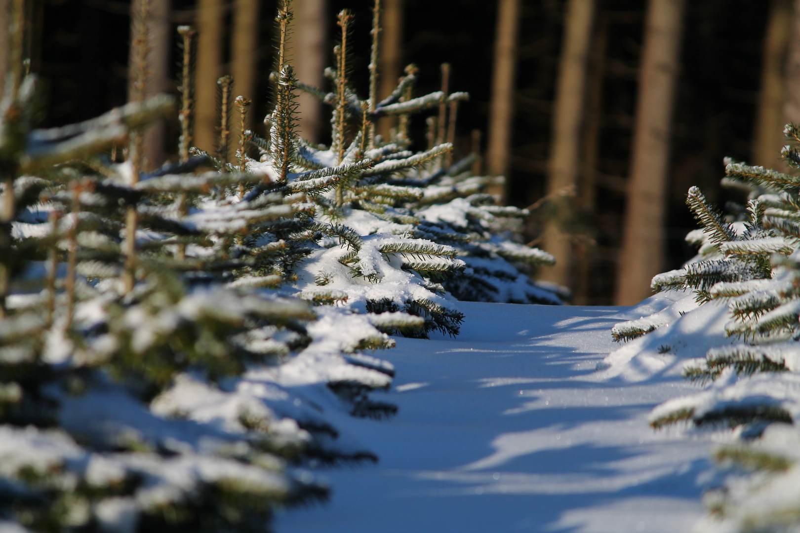 Tännchen im Winterkleid