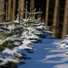 Tännchen im Winterkleid