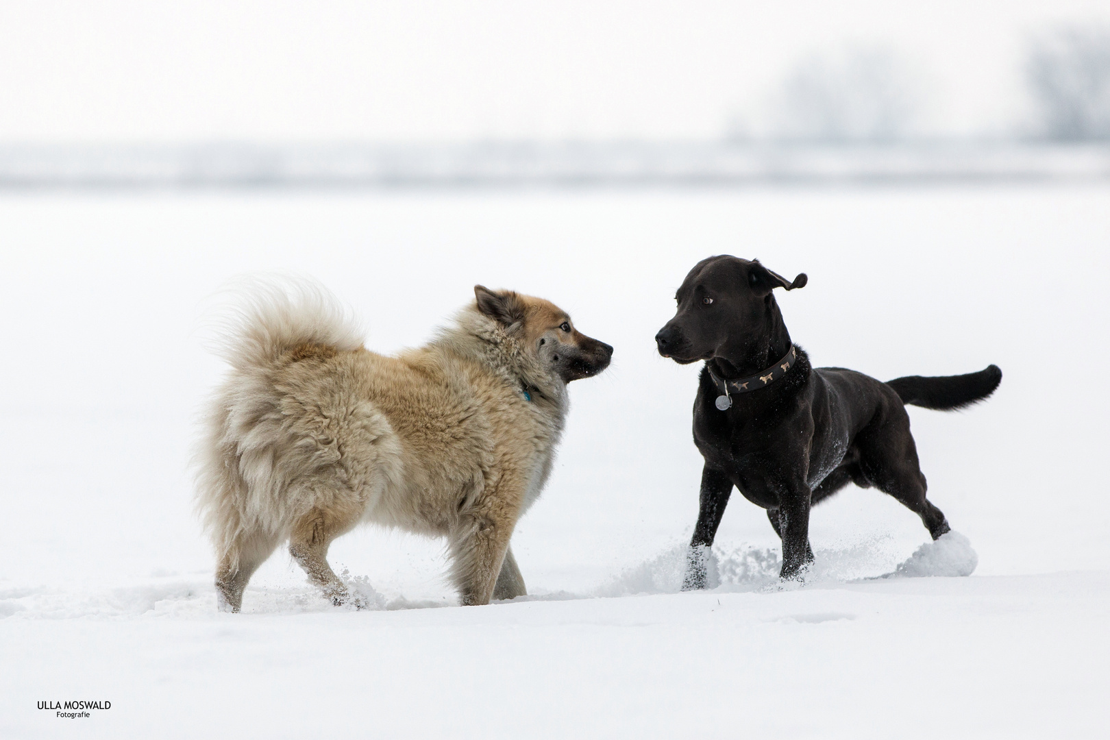 ...Tänzchen im Schnee...