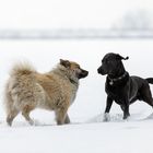 ...Tänzchen im Schnee...