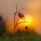 Tänzer im ersten Sonnenlicht