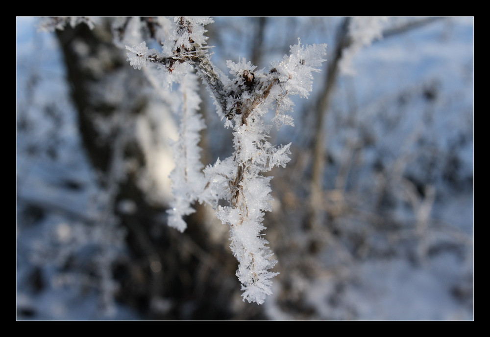 Tänzer im Frost