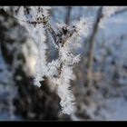 Tänzer im Frost