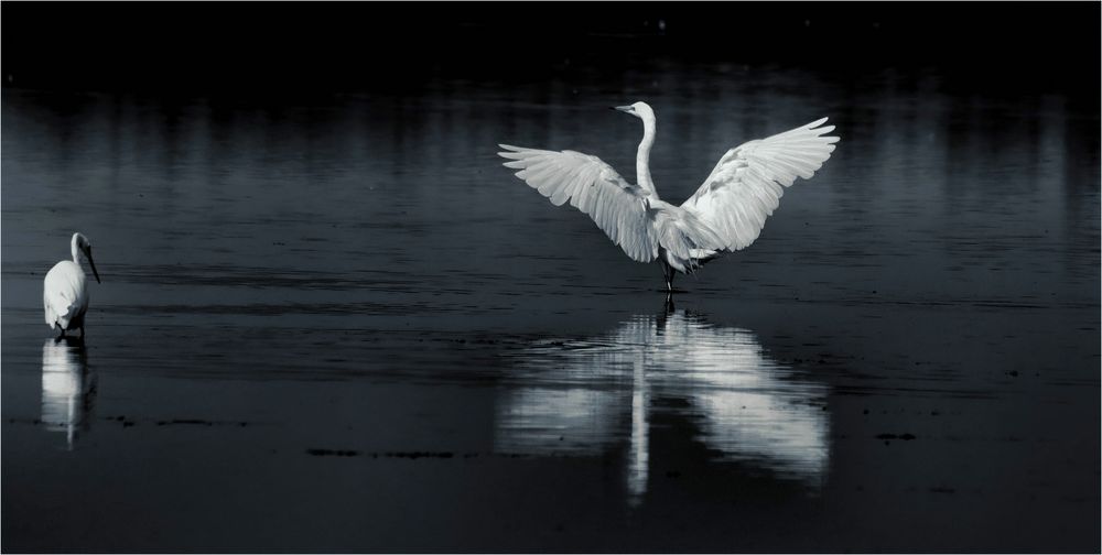 TÄNZER IM LICHT