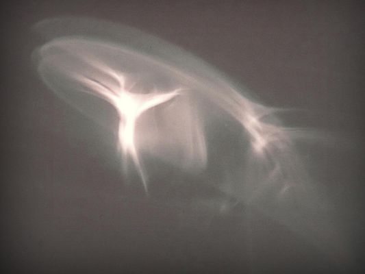 TänzerIn des Lichtes