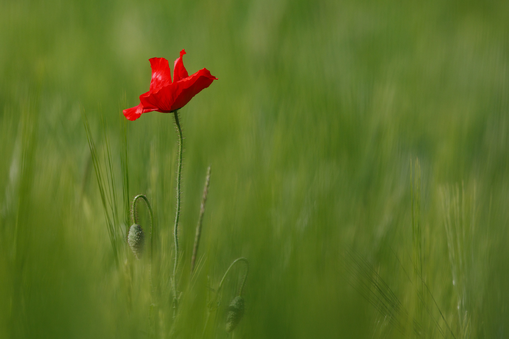 Tänzerin im Kornfeld