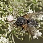 Täter und Opfer: Gehöckerte Krabbenspinne, Männchen (Thomisus onustus)  -  La Thomise replet. 