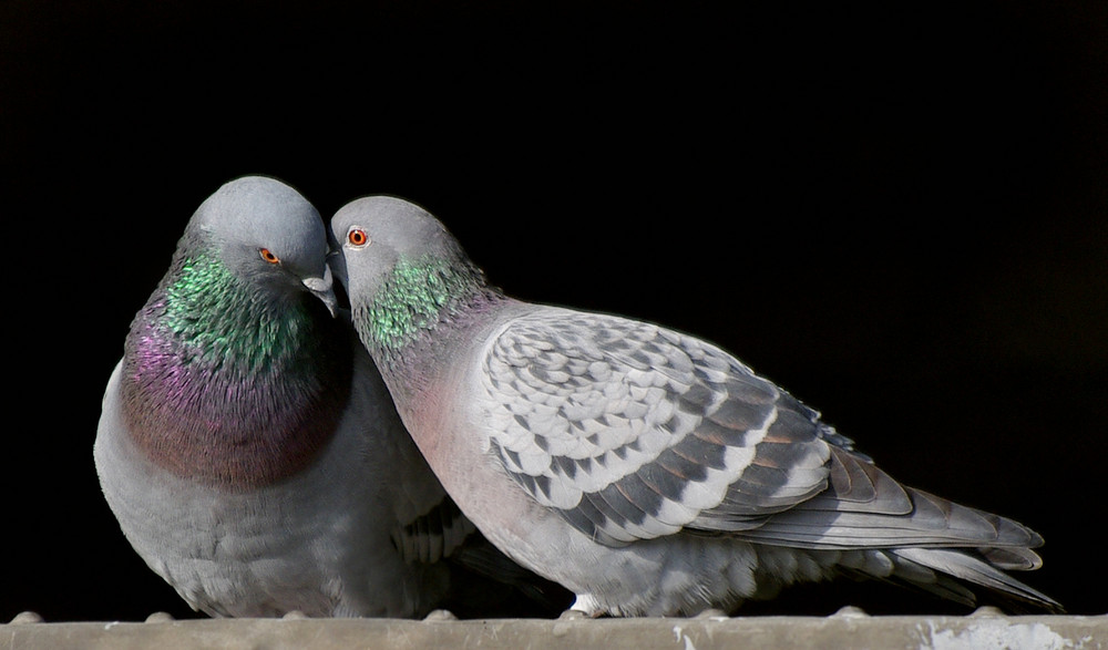 Täubchen