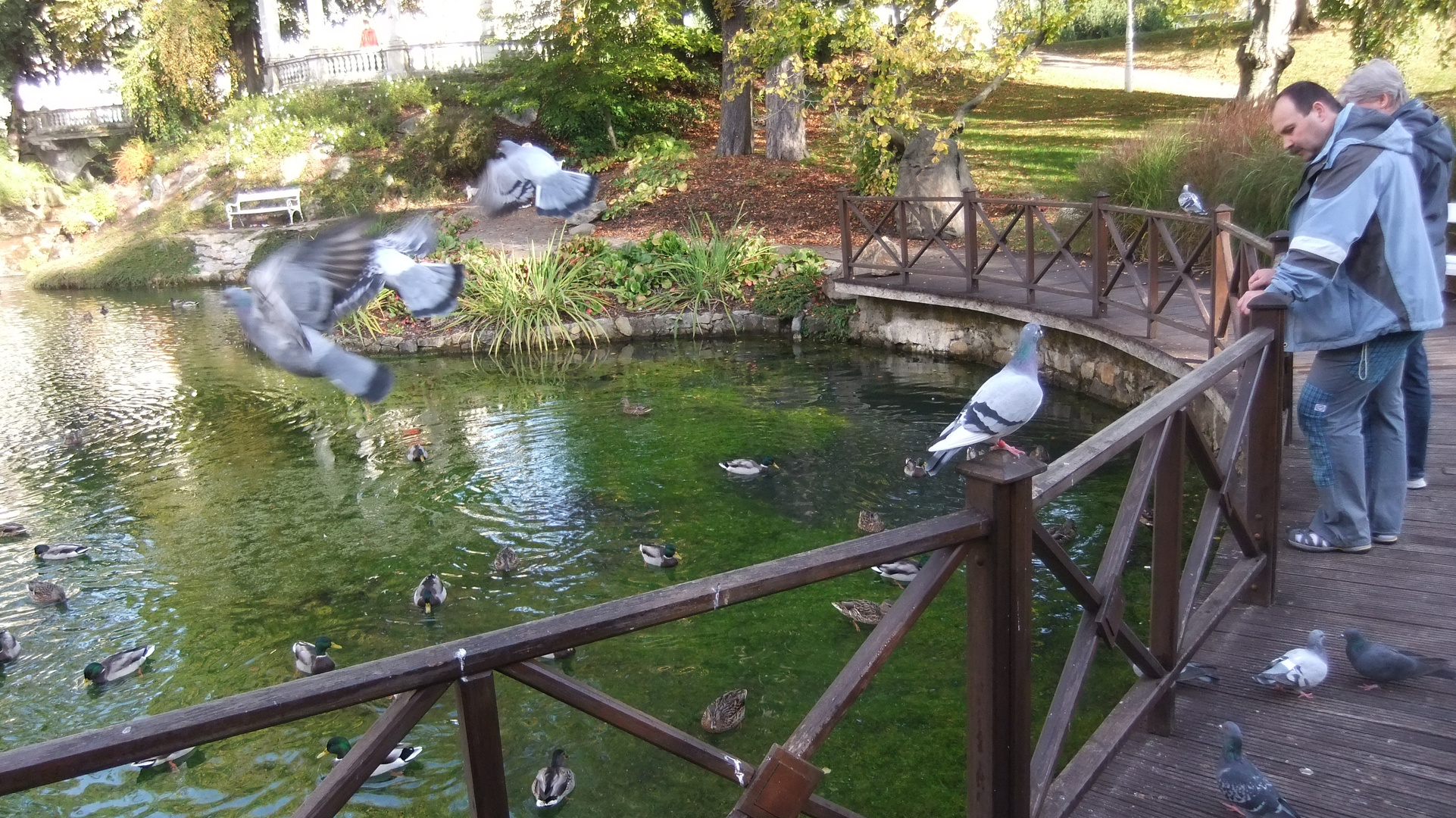 Täubchen am Wasser