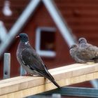 Täubchen auf der Baustelle