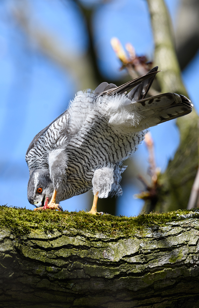 Täubchen