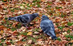 Täubchen im Park