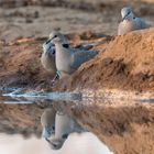 Täubchen im Spiegel