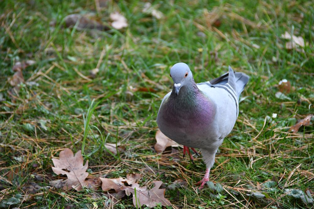 Täubchen in Bewegung