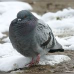 Täubchen in der Kälte