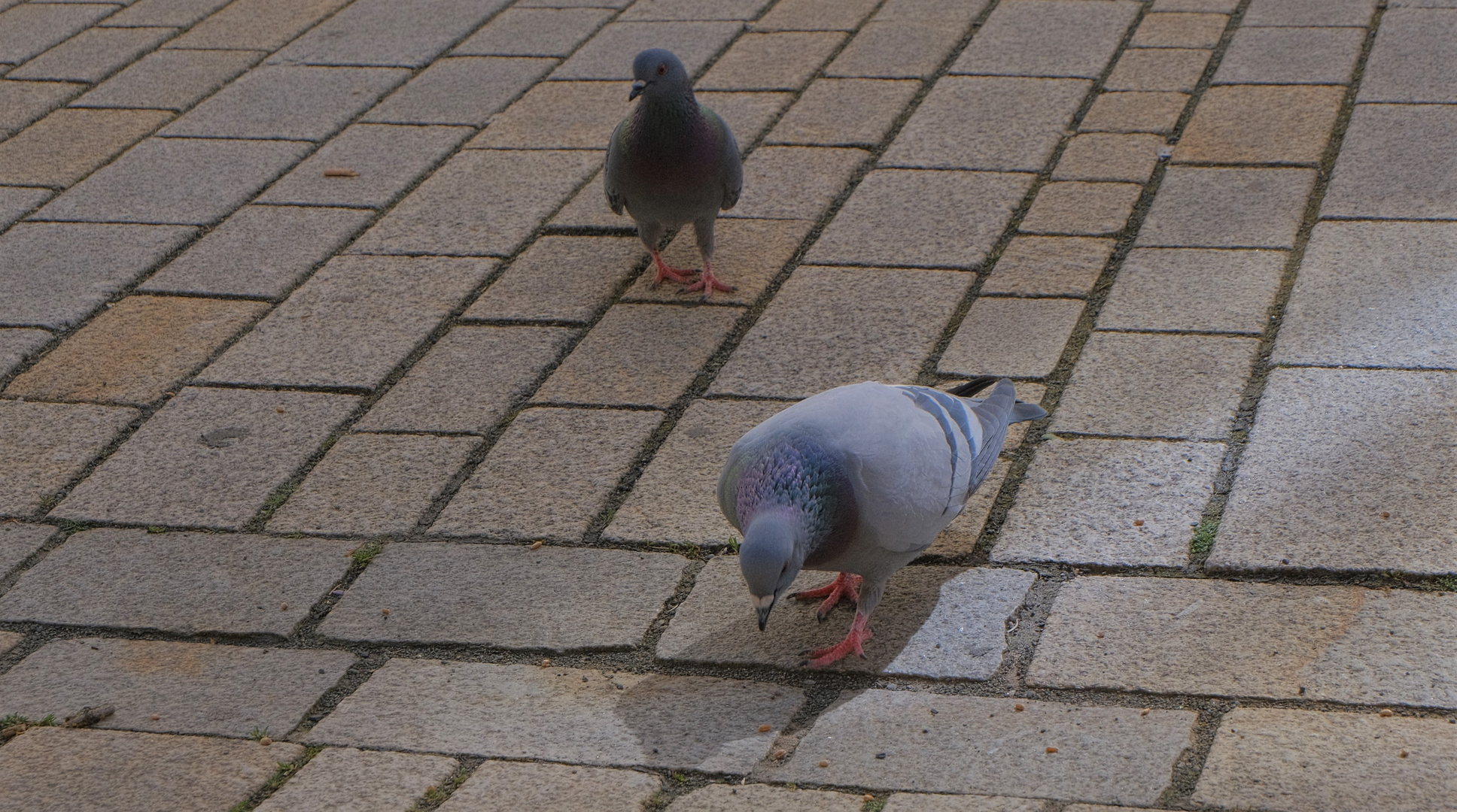 Täubchen in Meiningen (palomas en Meiningen)