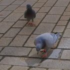 Täubchen in Meiningen (palomas en Meiningen)